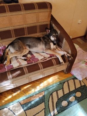 Собака Мия из приюта Бирюлево нашла дом Бирюлево