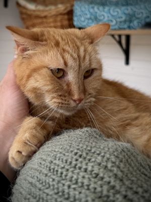 Взять кошку Тигрис из приюта в дар в Бирюлево Взять кошку Тигрис из приюта в дар #2127023752 Бирюлево