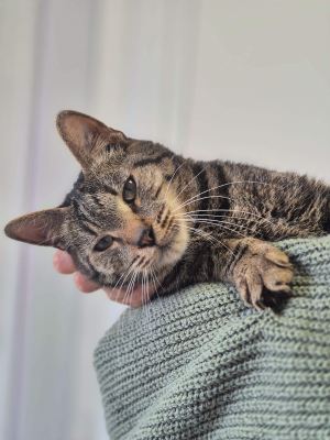Взять кота Шнобель из приюта в дар в Бирюлево Взять кота Шнобель из приюта в дар #75526222 Бирюлево