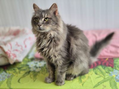 Взять кота Клён из приюта в дар в Бирюлево Взять кота Клён из приюта в дар #982089505 Бирюлево