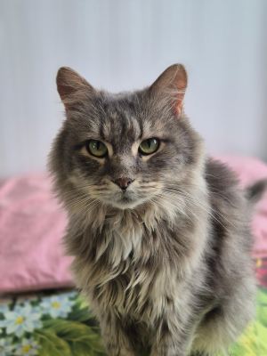 Взять кота Клён из приюта в дар в Бирюлево Взять кота Клён из приюта в дар #339653239 Бирюлево