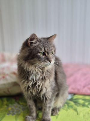 Взять кота Клён из приюта в дар в Бирюлево Взять кота Клён из приюта в дар #558691374 Бирюлево