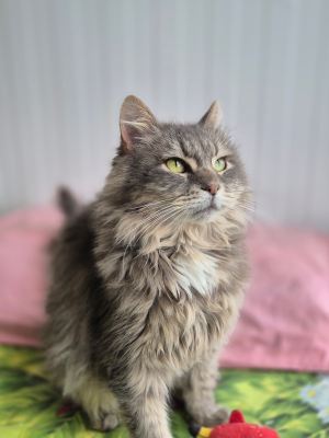 Взять кота Клён из приюта в дар в Бирюлево Взять кота Клён из приюта в дар #1094783786 Бирюлево