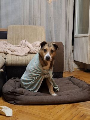 собака Бемби из приюта Бирюлёво нашел дом  #1883703870 Бирюлево