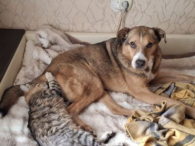 собака Бемби из приюта Бирюлёво нашел дом  #1662193117 Бирюлево
