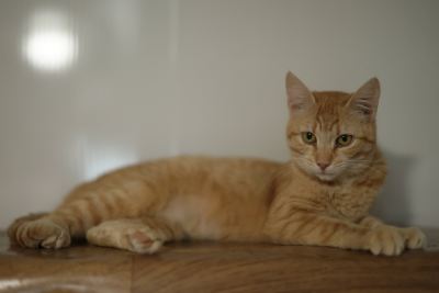 Взять кота Феррари из приюта в дар #1065996267 Бирюлево