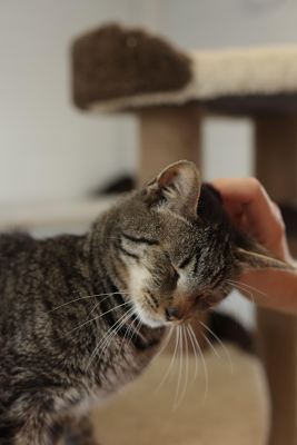 Взять кота Шнобель из приюта в дар в Бирюлево Взять кота Шнобель из приюта в дар #1393821995 Бирюлево