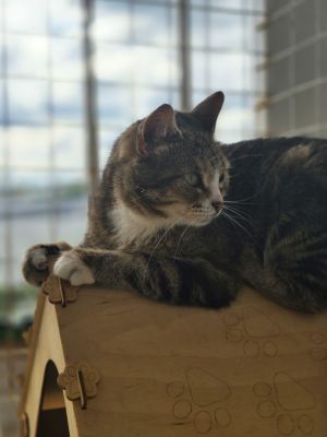Взять кошку Дарси из приюта Бирюлево в дар #1028942368 Бирюлево