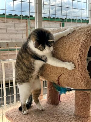 Взять кота Орешек из приюта в дар в Бирюлево Взять кота Орешек из приюта в дар #301539507 Бирюлево