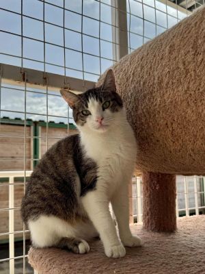 Взять кота Орешек из приюта в дар в Бирюлево Взять кота Орешек из приюта в дар #1174397910 Бирюлево