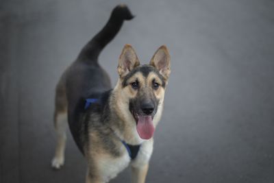 Взять щенка Базилик из приюта в дар #2130511863 Бирюлево