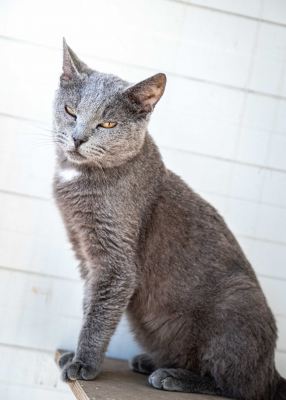Взять кота Бронкс из приюта в дар #1759796612 Бирюлево