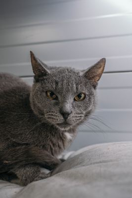 Взять кота Бронкс из приюта в дар #1317749441 Бирюлево