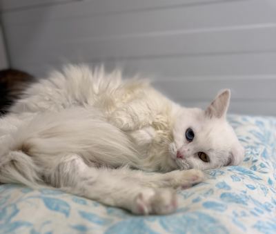 Взять кошку Букля из приюта в дар в Бирюлево Взять кошку Букля из приюта в дар #179245624 Бирюлево
