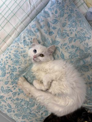 Взять кошку Букля из приюта в дар в Бирюлево Взять кошку Букля из приюта в дар #361552929 Бирюлево