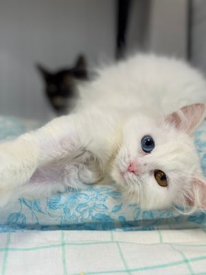Взять кошку Букля из приюта в дар в Бирюлево Взять кошку Букля из приюта в дар #1192984071 Бирюлево
