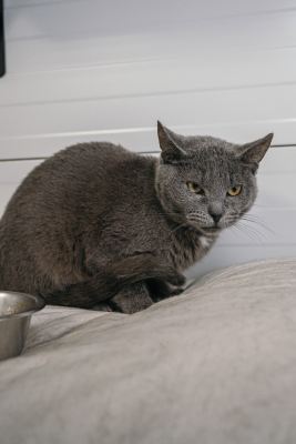 Взять кота Бронкс из приюта в дар #1480049724 Бирюлево