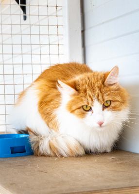 Взять кота Левкин из приюта в дар #1845668641 Бирюлево