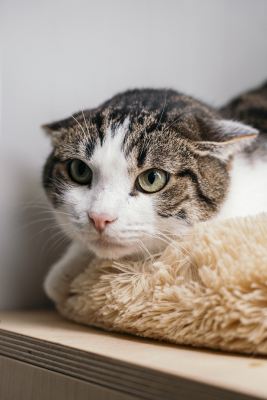 Взять кота Орешек из приюта в дар в Бирюлево Взять кота Орешек из приюта в дар #1986626965 Бирюлево