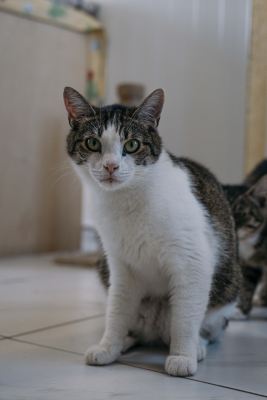 Взять кота Орешек из приюта в дар Бирюлево