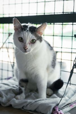 Взять кота Сырник из приюта в дар #355510731 Бирюлево