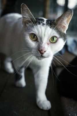 Взять кота Сырник из приюта в дар #1857629355 Бирюлево