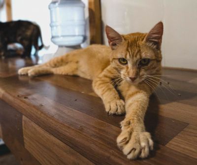 Взять кота Феррари из приюта в дар #1546831075 Бирюлево