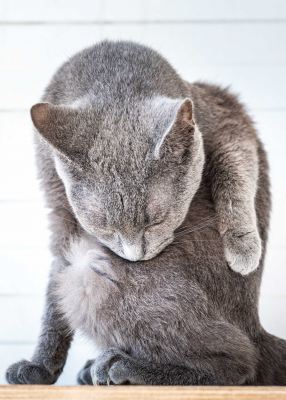 Взять кота Бронкс из приюта в дар #1729189489 Бирюлево