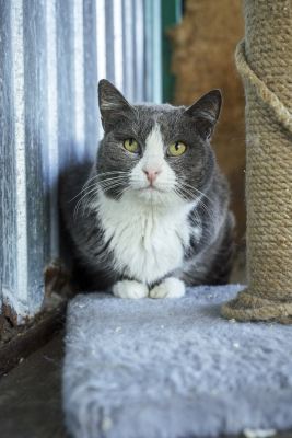 Взять кошку Мила из приюта в дар в Бирюлево Взять кошку Мила из приюта в дар #956365469 Бирюлево