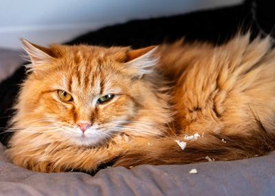 Взять кота Велес из приюта в дар #2065866675 Бирюлево