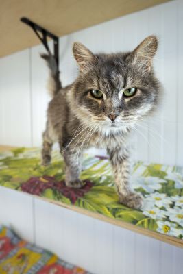 Взять кота Клён из приюта в дар в Бирюлево Взять кота Клён из приюта в дар #34052402 Бирюлево