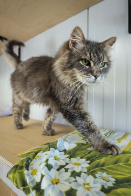 Взять кота Клён из приюта в дар в Бирюлево Взять кота Клён из приюта в дар #187518044 Бирюлево