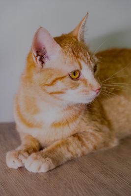 Взять кота Феррари из приюта в дар #1822295974 Бирюлево