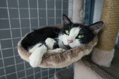 Взять кота Элиот из приюта в дар в Бирюлево Взять кота Элиот из приюта в дар #146965576 Бирюлево