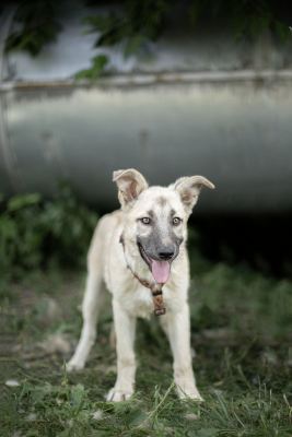 Взять щенка Флёр из приюта в дар в Бирюлево Взять щенка Флёр из приюта в дар #1261625115 Бирюлево