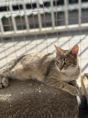 Взять кошку Халва из приюта в дар в Бирюлево Взять кошку Халва из приюта в дар #2069405267 Бирюлево