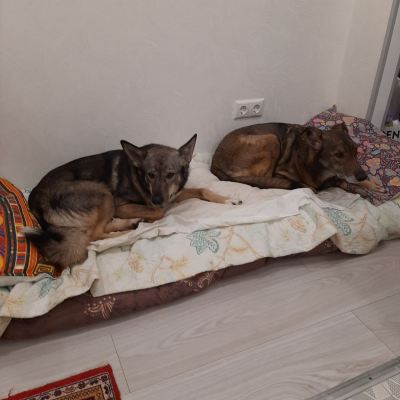Собака Гренка из приюта Бирюлево нашел дом в Бирюлево Собака Гренка из приюта Бирюлево нашел дом #763994579 Бирюлево