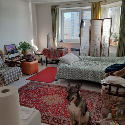 Собака Гренка из приюта Бирюлево нашел дом в Бирюлево Собака Гренка из приюта Бирюлево нашел дом #565114097 Бирюлево