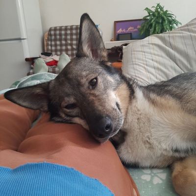 Собака Гренка из приюта Бирюлево нашел дом в Бирюлево Собака Гренка из приюта Бирюлево нашел дом #116246781 Бирюлево