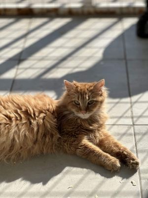 Взять кота Велес из приюта в дар #1908390471 Бирюлево