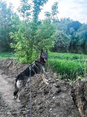 Собака Рулетик из приюта Бирюлево нашел дом #1172559980 Бирюлево