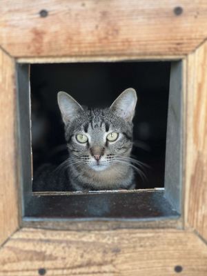 Взять кота Икар из приюта Бирюлево в дар в Бирюлево Взять кота Икар из приюта Бирюлево в дар #1335999289 Бирюлево