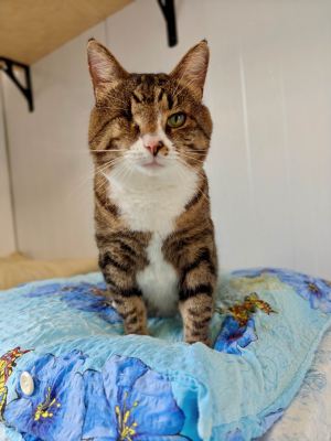 Взять кота Лукум из приюта в дар в Бирюлево Взять кота Лукум из приюта в дар #161623417 Бирюлево