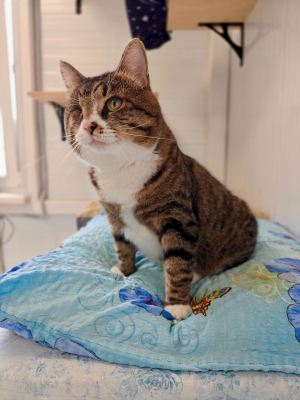 Взять кота Лукум из приюта в дар в Бирюлево Взять кота Лукум из приюта в дар #799514713 Бирюлево