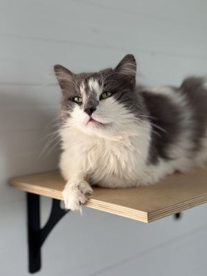 Взять кота Леший из приюта в дар #128555602 Бирюлево