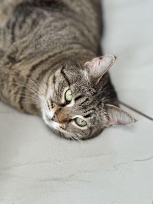 Взять кота Пирог из приюта в дар в Бирюлево Взять кота Пирог из приюта в дар #12094742 Бирюлево