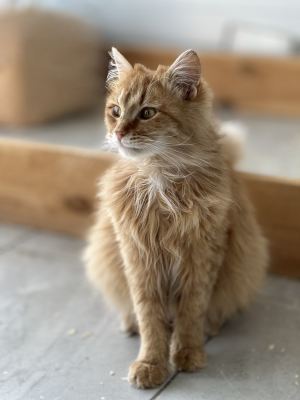 Взять кота Велес из приюта в дар #1565778517 Бирюлево
