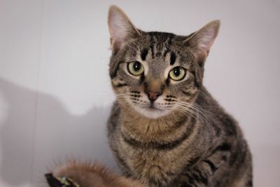 Взять кота Икар из приюта Бирюлево в дар в Бирюлево Взять кота Икар из приюта Бирюлево в дар #238159292 Бирюлево