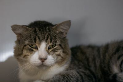 Взять кота Весемир из приюта в дар #715794801 Бирюлево