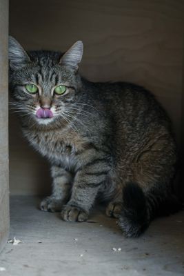 Взять кота Канцлер из приюта в дар #1458713636 Бирюлево